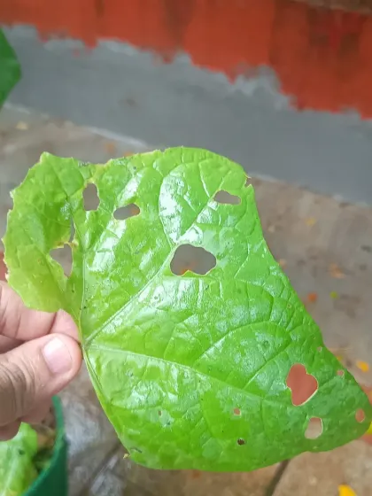 During the monsoon, snails can become a problem, leaving holes in plant leaves like this. We use natural and effective methods to control snail populations and protect your plants.