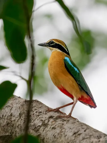 A perfect portrait of the vibrant Indian Pitta, also known as 'Navrang' for its nine colours. This shot highlights its stunning green, blue, and red plumage, a true jewel of the Indian forests.