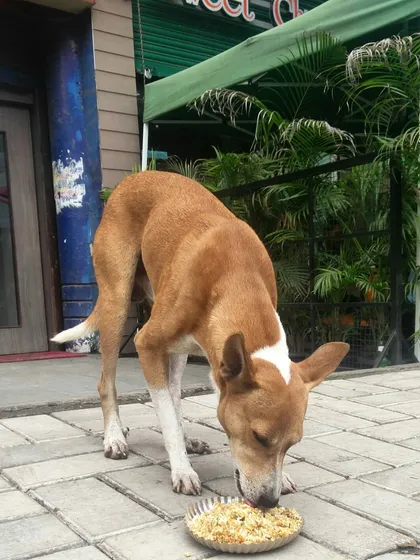 This handsome dog with white socks is enjoying his meal on the sidewalk. I meet so many unique personalities on my feeding rounds.