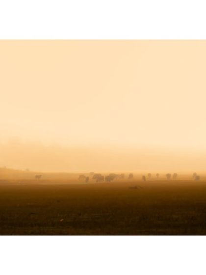A herd of deer is barely visible through the thick morning fog in Maharashtra. This shot is all about atmosphere, capturing the dreamy, mystical quality of the landscape.