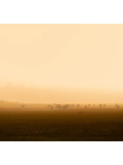 A herd of deer is barely visible through the thick morning fog in Maharashtra. This shot is all about atmosphere, capturing the dreamy, mystical quality of the landscape.