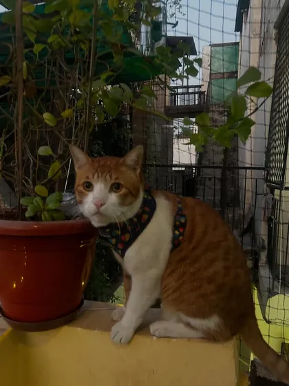 I help cats explore their world safely with harness and leash training. This is Jarvis, confidently enjoying some fresh air on the netted balcony, a great enrichment activity for indoor cats.