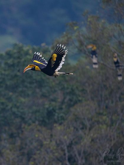 A repeat of image 66, showing a hornbill in flight with others in the background.