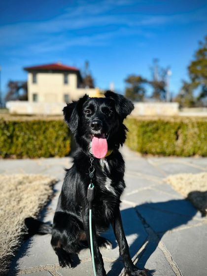 Tulsa Dog Trainer - Immersive Board & Train Programs Board & Train Graduates photo 76