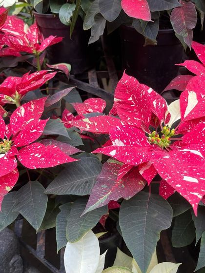 Festive & Seasonal Collection photo 3