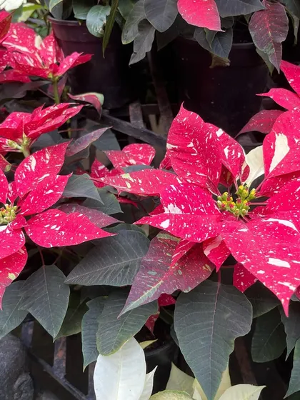 For something a little different, consider this speckled Poinsettia. The festive splashes of white on the red bracts make it a unique and cheerful addition to any holiday decor.