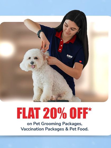 Zigly - Veterinary Services Events & Special Offers photo 8