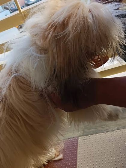 Wooflezpetcare - At-Home Pet Grooming Small Dog Styling photo 10