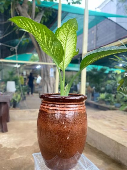 The Dieffenbachia, or Dumb Cane, is loved for its attractive, patterned leaves. It's a hardy plant that can tolerate lower light conditions, making it versatile for different rooms.