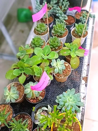 More succulents on display, including Kalanchoe and other varieties. Each pot is labeled for easy identification.