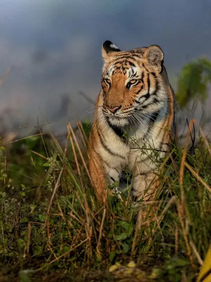 A young tiger cub near the water in Corbett. The soft light and lush green surroundings create a beautiful, calm mood.