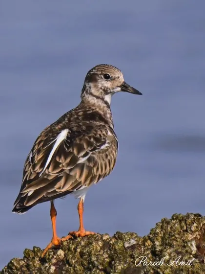 A Ruddy Turnstone perches on a rock along the Goan shore. These birds get their name from their habit of flipping over stones and seaweed to find invertebrates.