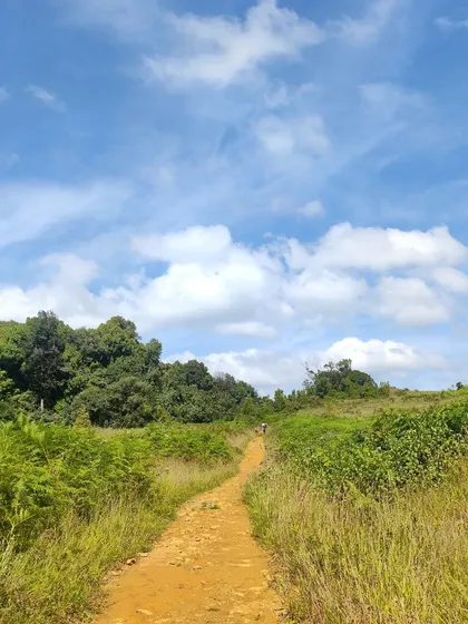 The beautiful, clear trail leading through the grasslands of Kurinjal.