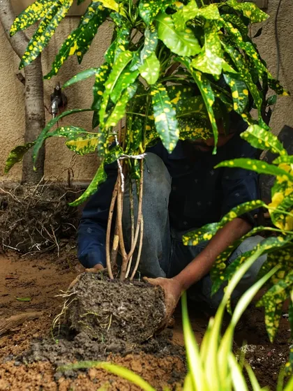 A team member carefully planting a Croton, ensuring its root ball is secure for healthy growth.