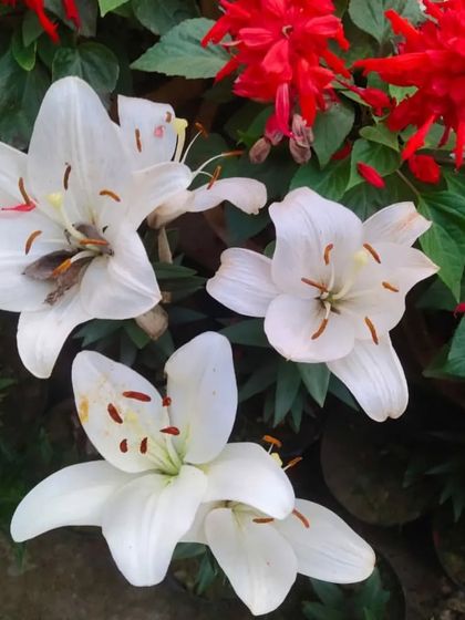 A beautiful bunch of white Lilies. Their elegant flowers and wonderful fragrance make them a classic choice for gifting.