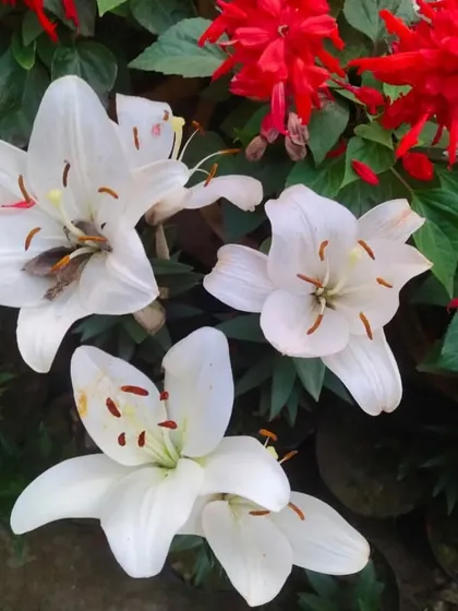 A beautiful bunch of white Lilies. Their elegant flowers and wonderful fragrance make them a classic choice for gifting.