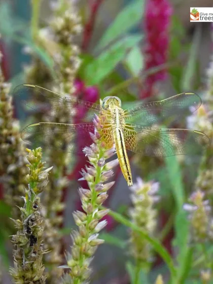 A beautiful, golden-hued dragonfly rests on a flower. These walks offer a chance to see and appreciate the incredible diversity of insect life around us.