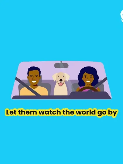 A car ride can be a wonderful experience for a pet. Our service ensures they can safely watch the world go by in a secure and air conditioned vehicle, making the journey part of the fun.