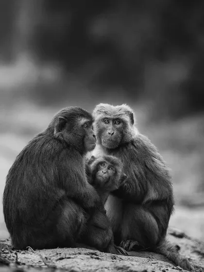 A family of monkeys huddles together. In monochrome, this image becomes a timeless study of connection, emotion, and family bonds.