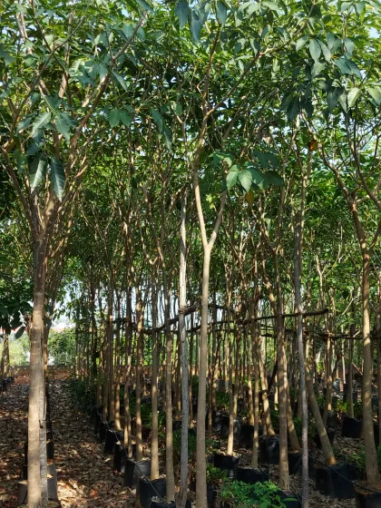Rows of saplings being cultivated at the nursery. This is the start of the journey for many of the beautiful trees that feature in my landscape projects.