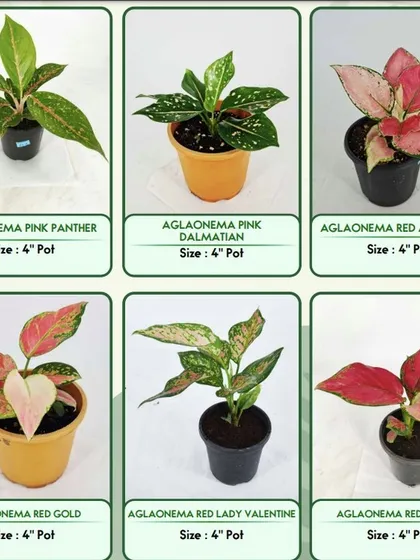 Variety is key to creating the perfect green space. Here you can see a selection of our Aglaonema (Chinese Evergreen) plants, including Pink Panther, Red Anjamani, and Red Gold. I offer a wide range of foliage types to match any interior decor.
