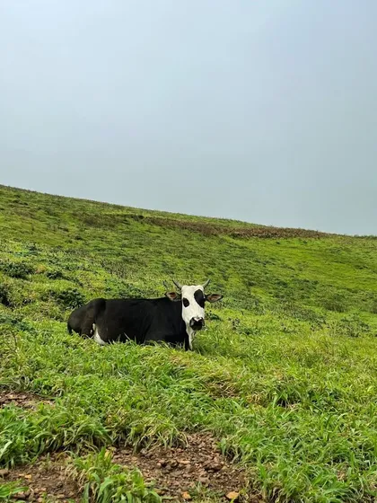 A friendly cow relaxing on the green slopes of Mullayanagiri. Wildlife and domestic animals are a common and charming sight on our treks.