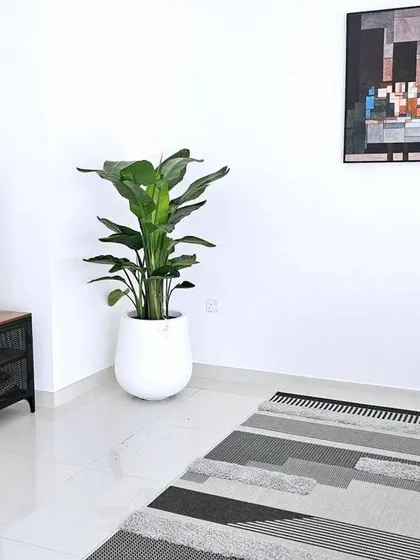 A Bird of Paradise plant in a sleek white pot, placed in a minimalist room. This demonstrates the impact a single, elegant plant can have in a modern, uncluttered space.