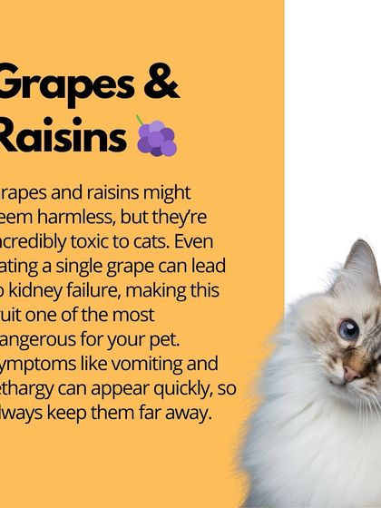 Oh My Dawg - Pet Supplies Nutrition: Food, Treats & Recipes photo 13