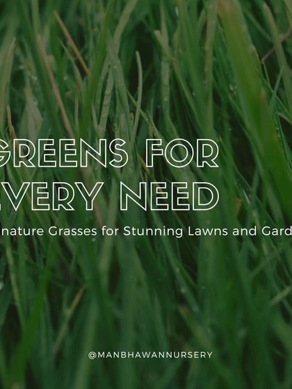 We provide signature grasses for stunning lawns and gardens. Whether you need ornamental grass for decoration or a durable variety for a functional lawn, we have a solution for every need.