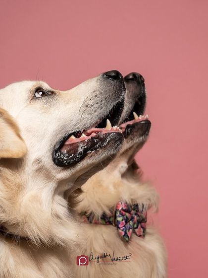 Pragalbh - Commercial Pet Photography Classic Studio Portraits photo 3