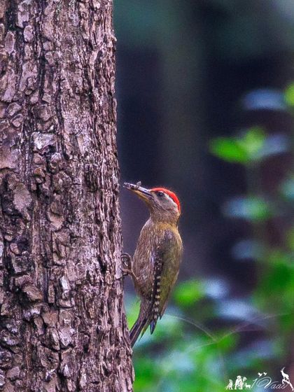 A Streak-throated Woodpecker forages for termites after a rain shower. These woodpeckers are often found on the ground or climbing over boulders in search of food.