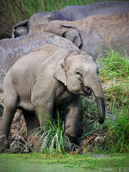 While birds are my first love, I am a storyteller of all wildlife. This shot of a young elephant calf, full of curiosity and life, was a touching moment that highlights the importance of conserving our magnificent megafauna.