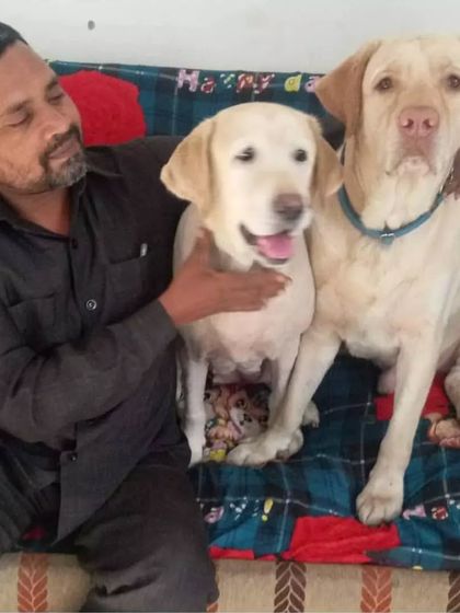 Happy dogs on the couch with their human. I encourage pets to use the furniture and make themselves at home, ensuring they are always comfortable.