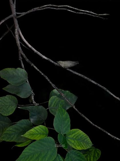 Lalith - Wildlife & Nature Photography Nature's Textures & Wallpapers photo 23