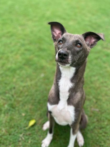 This is Piku, an indie who was scared of everything. Here she is, looking up with newfound confidence after her residency program.