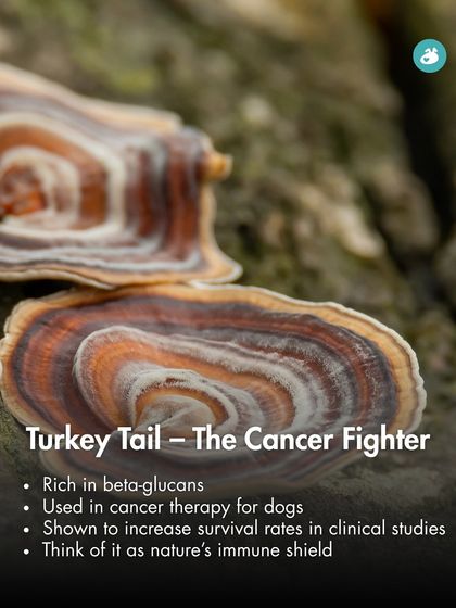 The Pack - Pet Parent Education & Workshops The Healthy Bowl: Canine Nutrition & Recipes photo 15