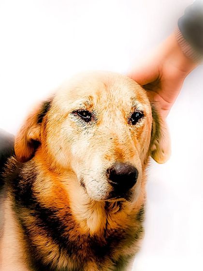 A dreamy, high-key portrait showing a gentle hand petting a calm indie dog. This shot is all about love and connection.