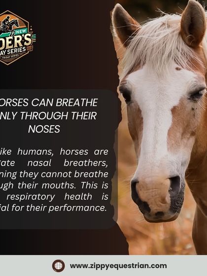 Here's a mind-blowing fact: horses are obligate nasal breathers, meaning they can only breathe through their noses. This is why respiratory health is so critical for their performance.
