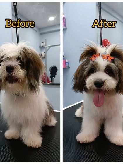 Mamppi Deb - Pet Grooming & Styling Complete Makeovers: Before & After photo 89