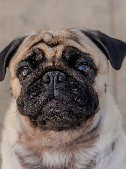 A soulful close-up of a pug's face. The soft, natural light from a window at home can create stunningly beautiful and expressive portraits.