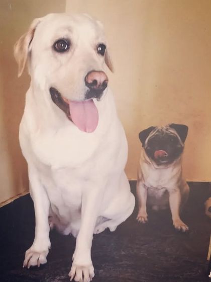 When you sit chatting with friends and don't know what to say next. A Lab and a Pug moment.
