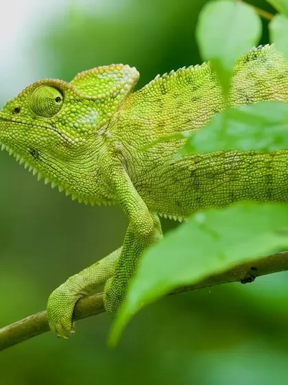 The Indian Chameleon, or Girgit, is a quick-change artist. Here, it is perfectly blended with the green leaves, its independently moving eyes scanning for insects.