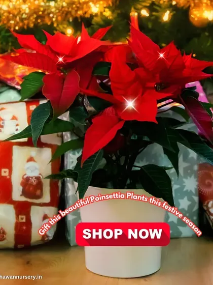 Deck the halls with the festive beauty of Poinsettia plants. These vibrant red blooms are the perfect touch for a merry and bright holiday season. Grab yours to let the holiday magic blossom.