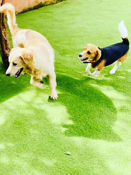 Becky's Bow Wow House - Dog Daycare Our Playground & Pack photo 30