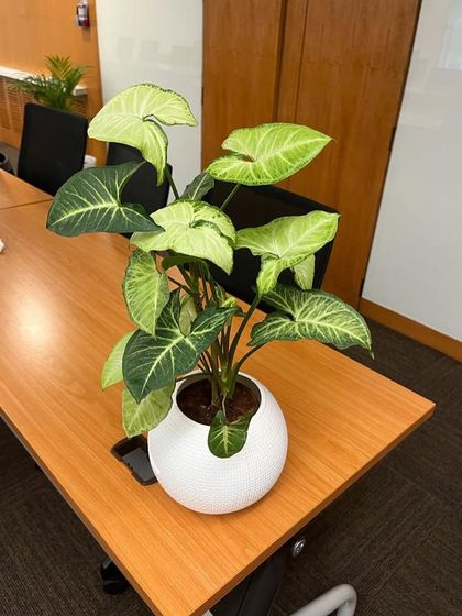 Rakshith Landscaping - Landscape Design & Installation Plant & Tree Supply photo 54