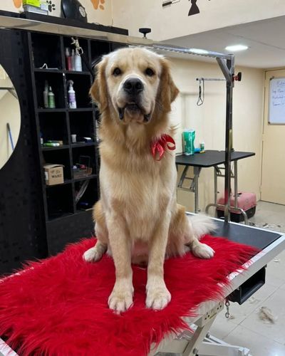 Premium Grooming