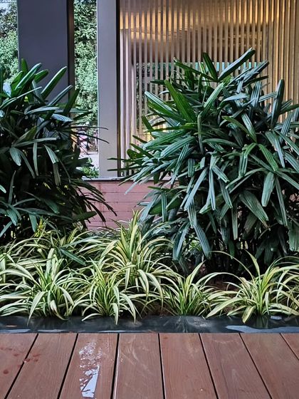 A clean and modern planting design on a wooden deck, using layers of Lady Palms and variegated Spider Lilies.