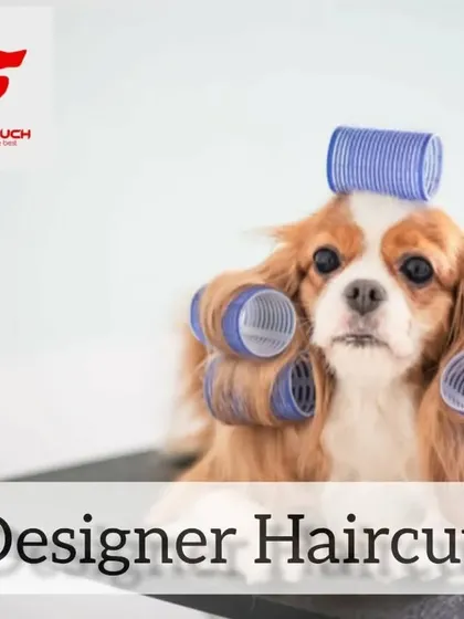 Want a designer haircut for your dog? I can create stylish looks that will make your pet the talk of the town, all while they relax at home.
