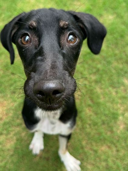 A sweet close-up of Kishmish. We focus on creating a positive association with training from day one.