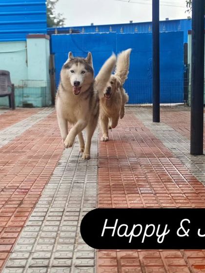 Happy and Joy, a Husky and a Golden Retriever, racing each other across the yard. This is what freedom looks like.